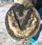 1D6EA345-4960-4030-9BB1-70D347D0E00D.jpeg 1D6EA345-4960-4030-9BB1-70D347D0E00D.jpeg