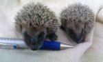 hedgehogs.jpg