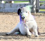 Amber low res 3.jpeg