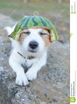 cute-dog-watermelon-hat-enyoing-summer-time-107309964.jpg