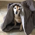 E536410C-47D9-45D4-8D08-3FC4398AF2D1.jpeg E536410C-47D9-45D4-8D08-3FC4398AF2D1.jpeg