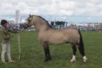 Menai_Cardi_Llwyd07-600x400.jpg
