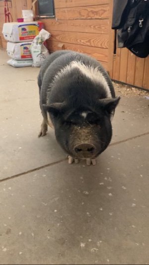 963174BF-F609-4A9F-B7F5-B1596AAD1B94.jpeg 963174BF-F609-4A9F-B7F5-B1596AAD1B94.jpeg