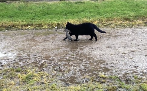 IMG_0130.jpeg IMG_0130.jpeg