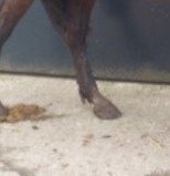 horse210542-1 (1).jpg horse210542-1 (1).jpg