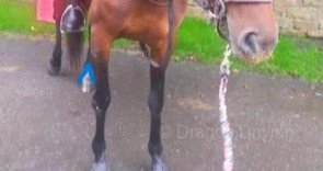 horse210542-22.jpg horse210542-22.jpg