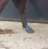 horse210542-1 2.jpg horse210542-1 2.jpg