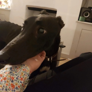 1699031186952.png 1699031186952.png