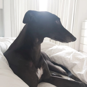 1699031200229.png 1699031200229.png