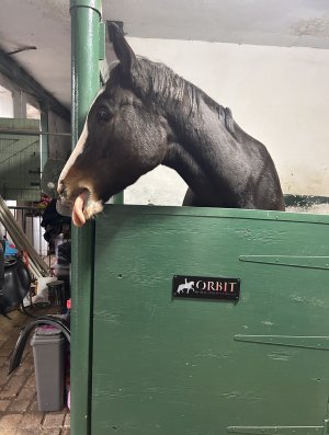 IMG_1356.jpeg IMG_1356.jpeg