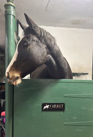 IMG_1353.jpeg IMG_1353.jpeg