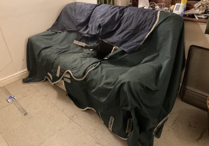 IMG_2461.jpeg IMG_2461.jpeg