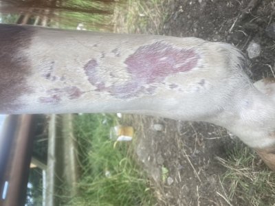 FDEBA701-4030-48AF-B83A-2A684482F488.jpeg FDEBA701-4030-48AF-B83A-2A684482F488.jpeg