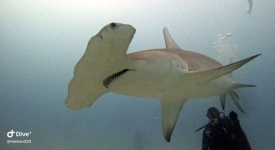 53878EA6-E348-4FE5-B2ED-EEC6FF71E048.jpeg 53878EA6-E348-4FE5-B2ED-EEC6FF71E048.jpeg