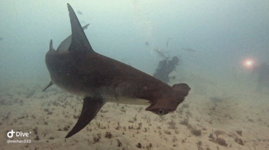 265865EC-DFC7-46E2-BD9E-D92AA3937B47.jpeg 265865EC-DFC7-46E2-BD9E-D92AA3937B47.jpeg