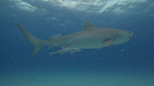 33DF8732-6D4F-42AA-B3F4-CB4C14B81BAD.jpeg 33DF8732-6D4F-42AA-B3F4-CB4C14B81BAD.jpeg