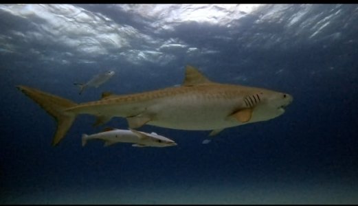 25472D5C-5ECC-4D17-A2D8-B6713A7ED9CE.jpeg 25472D5C-5ECC-4D17-A2D8-B6713A7ED9CE.jpeg