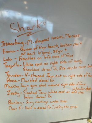 58DBD632-BB28-4299-96A1-27E625C67020.jpeg 58DBD632-BB28-4299-96A1-27E625C67020.jpeg