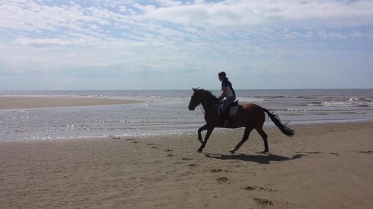 IMG_0976.jpeg IMG_0976.jpeg