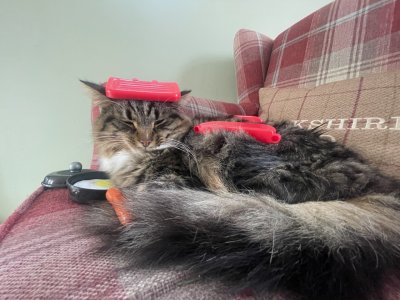 IMG_0245.jpeg IMG_0245.jpeg