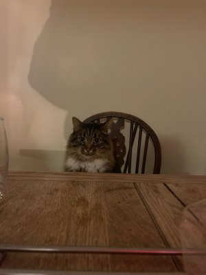 IMG_0293.jpeg IMG_0293.jpeg