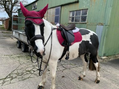 IMG_0364.jpeg IMG_0364.jpeg