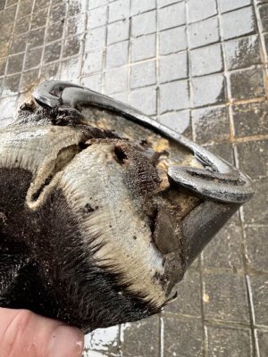 hoof.jpg