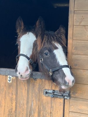 IMG_7966.jpeg IMG_7966.jpeg