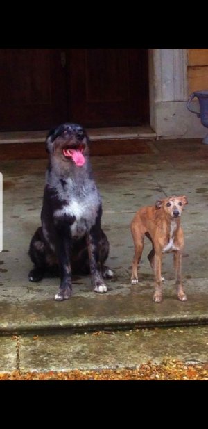 Screenshot_20220915-202944_Gallery_copy_540x1110.jpg Screenshot_20220915-202944_Gallery_copy_540x1110.jpg