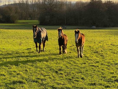 Foals and Ryan-4.jpg