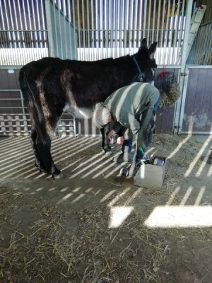 Donkey being shod (450 x 600).jpg