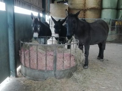 Equines at hayrack (600 x 450).jpg