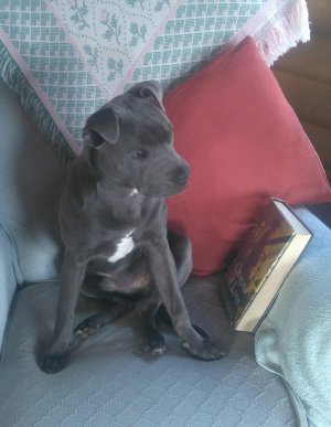 frankie reading.jpg