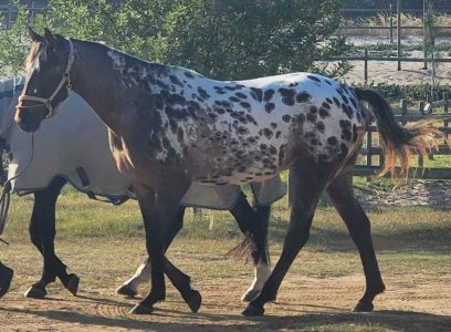 IMG_7833.jpeg IMG_7833.jpeg