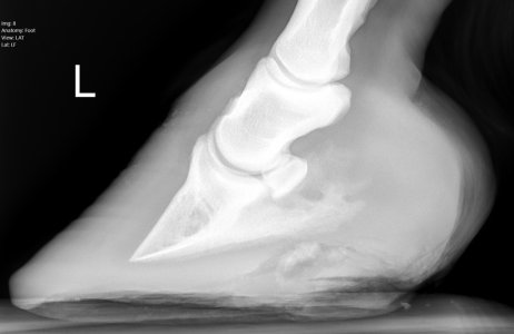 Gracie - Farran8.jpeg