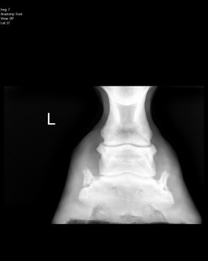 Gracie - Farran7.jpeg