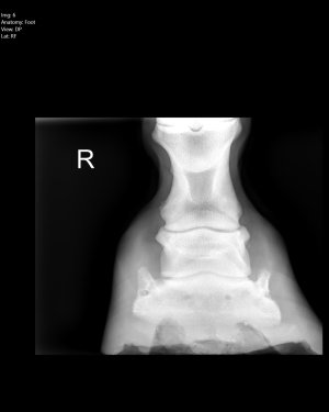 Gracie - Farran6.jpeg