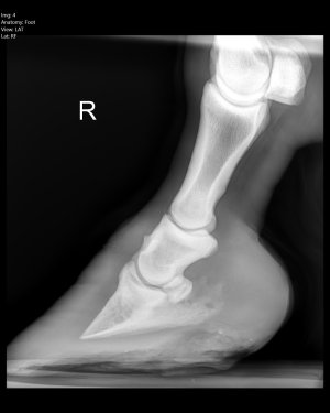 Gracie - Farran4.jpeg