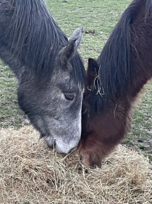 2E8E0633-CE8D-4485-8AC9-2EB5364651EF.jpeg 2E8E0633-CE8D-4485-8AC9-2EB5364651EF.jpeg