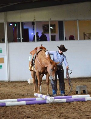 look no bridle small v small.jpg look no bridle small v small.jpg