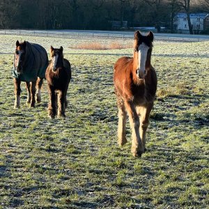 deaac846cfa46fb93338b5e7b2552dc5005243a9c998c8acab1cb6eb1988033e - instasize.jpg