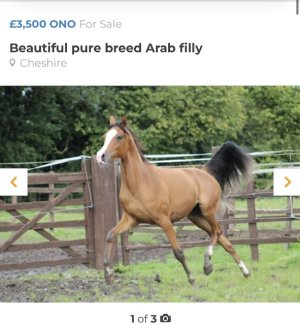 IMG_5682.jpeg IMG_5682.jpeg