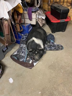 IMG_8263.jpeg IMG_8263.jpeg