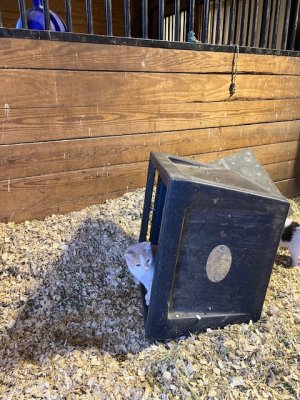 IMG_8208.jpeg IMG_8208.jpeg