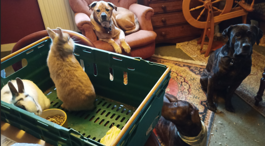 1707828443693.png 1707828443693.png