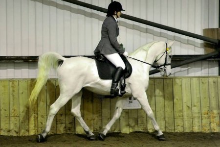 Bo Dressage champs.jpg
