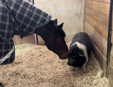 IMG_8392.jpeg IMG_8392.jpeg