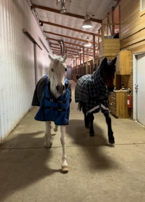 IMG_8393.jpeg IMG_8393.jpeg