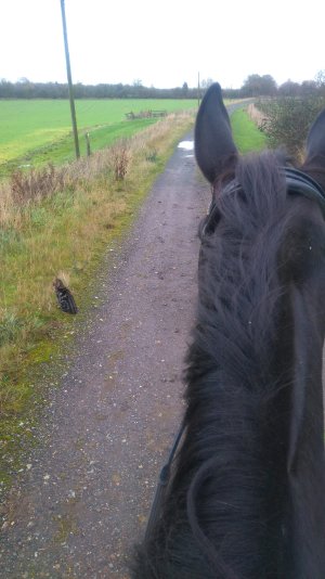 Pansy poppy hack drive.jpg