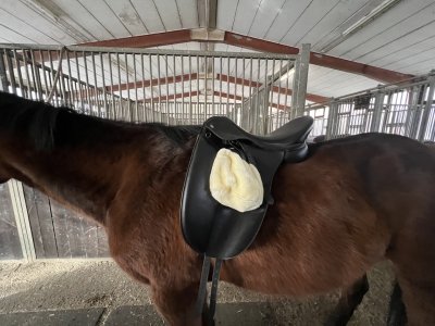 IMG_2893 2 Large.jpeg